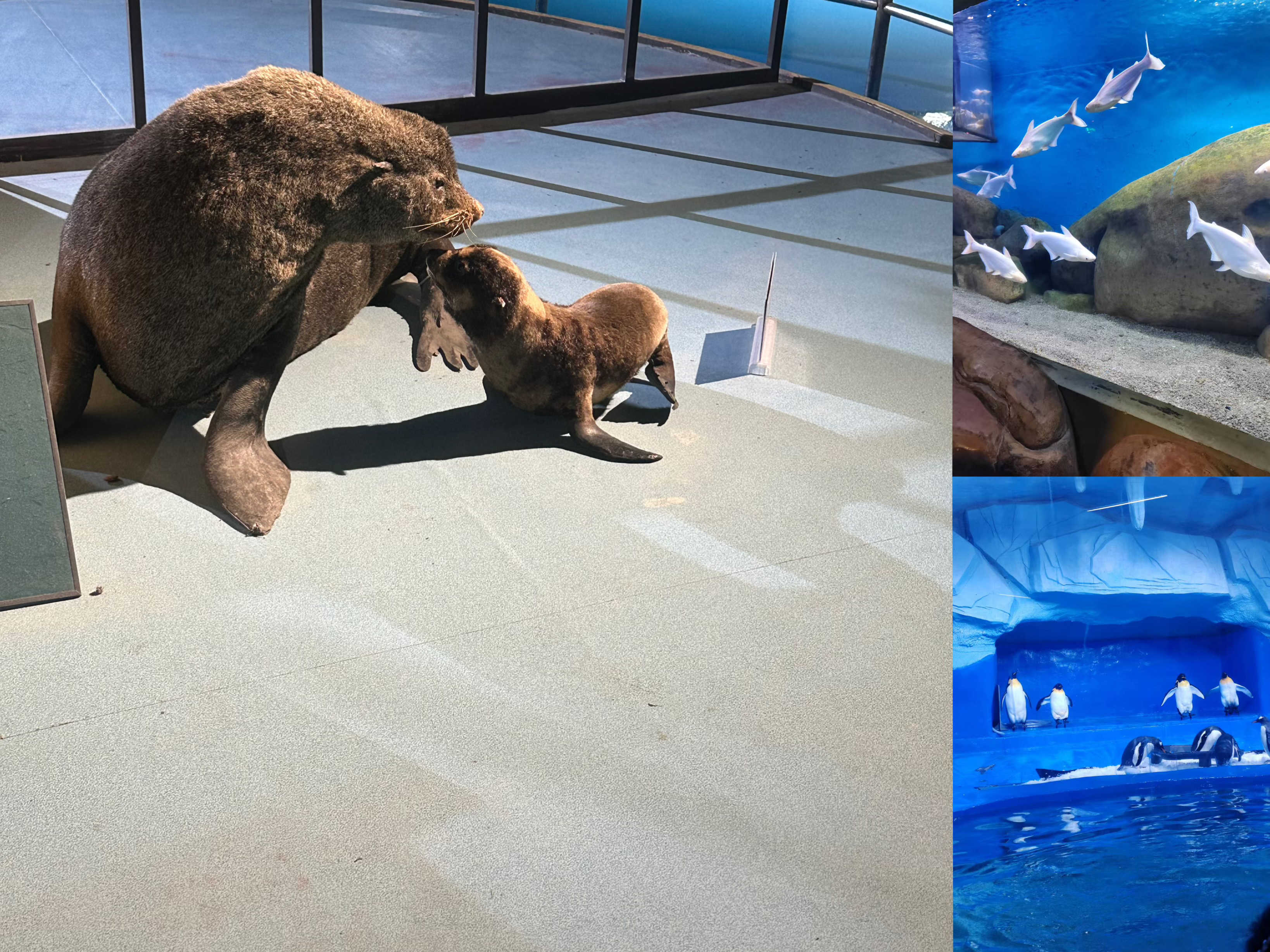 ¿Ê±|AG(AsiaGaming)ÓÅÖÊÔËÓªÉÌ